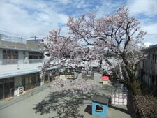 桜の木が印象的な園庭